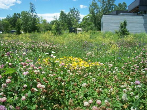 Birdsfoot trefoil, vetch & red clover abound near  St.Laurent's  duBoisé library, one designed with  ecology in mind. 