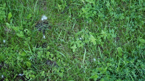 Some low-growing oregano and black medic adding a variety to my lawn.