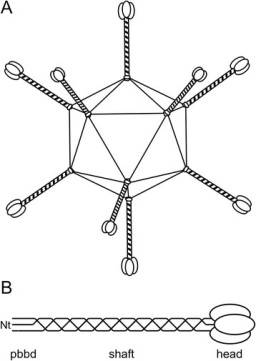 schematic-drawing-of-the-icosahedral-adenovirus-a-and-the-trimeric-adenovirus-fibre